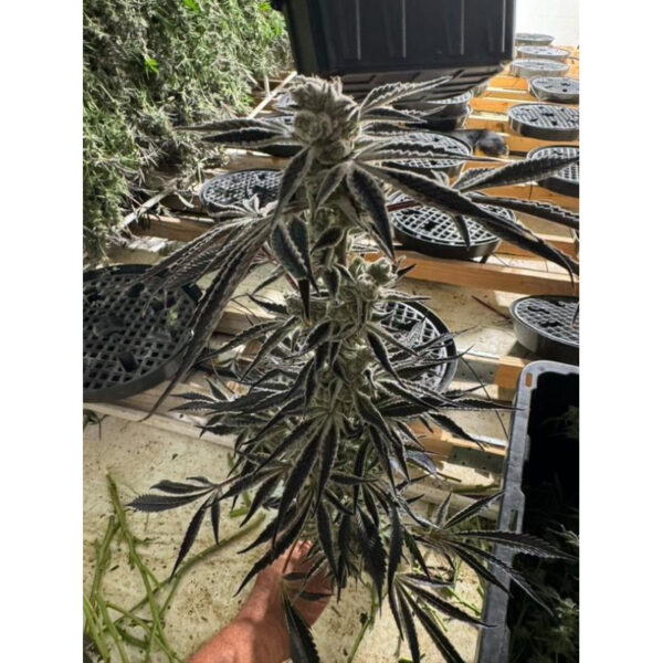 เมล็ดกัญชา Citrus Dream (Fem) ใหม่ 9/2024* - In House Genetics