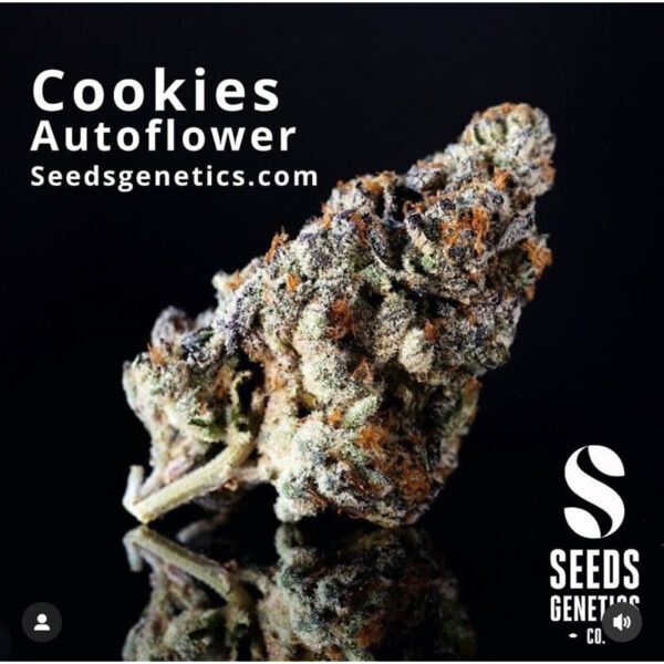 เมล็ดกัญชา Cookies (Auto) - Seeds Genetics.Co - Image 3