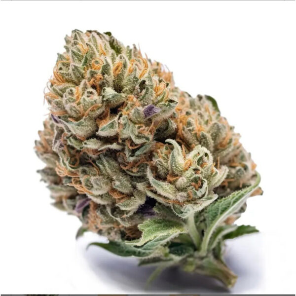 เมล็ดกัญชา Cookies (Auto) - Seeds Genetics.Co - Image 6