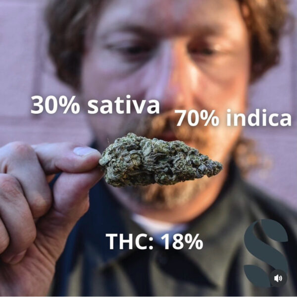 เมล็ดกัญชา Cookies (Auto) - Seeds Genetics.Co - Image 4