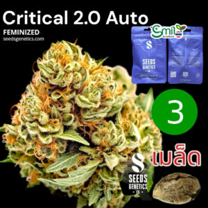 เมล็ดกัญชา Critical 2.0 (Auto) - Seeds Genetics.Co
