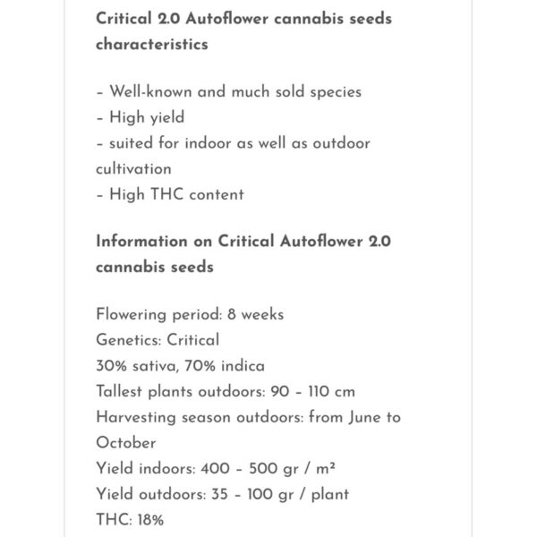 เมล็ดกัญชา Critical 2.0 (Auto) - Seeds Genetics.Co - Image 4