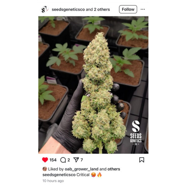 เมล็ดกัญชา Critical 2.0 (Fem) - Seeds Genetics.Co - Image 6