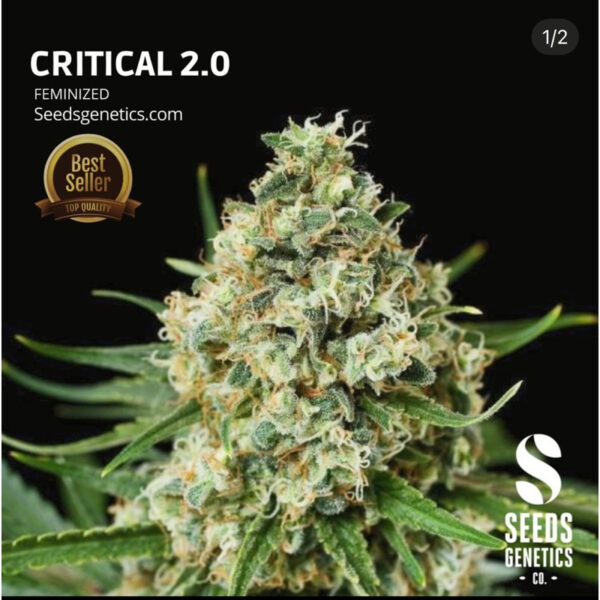 เมล็ดกัญชา Critical 2.0 (Fem) - Seeds Genetics.Co - Image 5