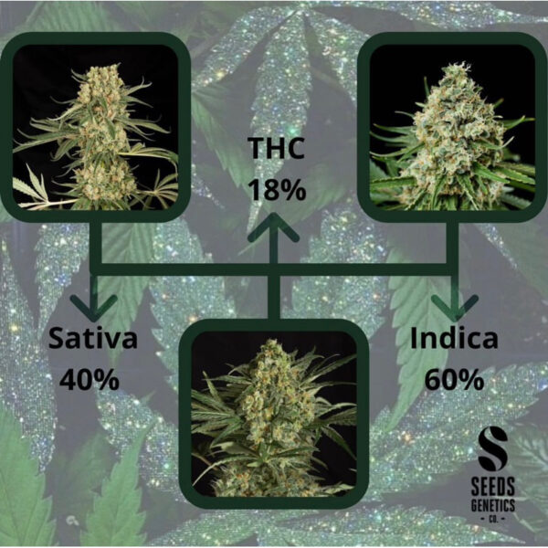 เมล็ดกัญชา Critical 2.0 (Fem) - Seeds Genetics.Co - Image 4