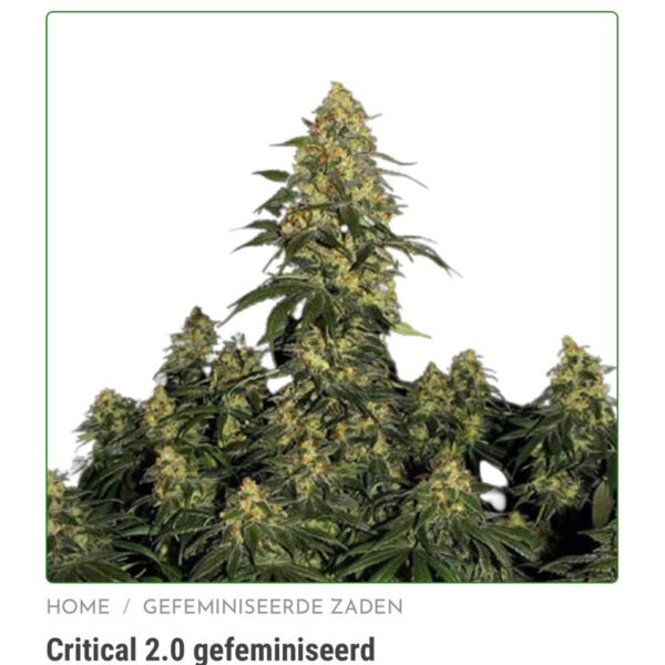 เมล็ดกัญชา Critical 2.0 (Fem) - Seeds Genetics.Co - Image 3