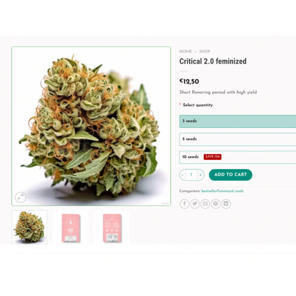 เมล็ดกัญชา Critical 2.0 (Fem) - Seeds Genetics.Co - Image 2
