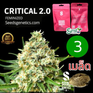 เมล็ดกัญชา Critical 2.0 (Fem) - Seeds Genetics.Co