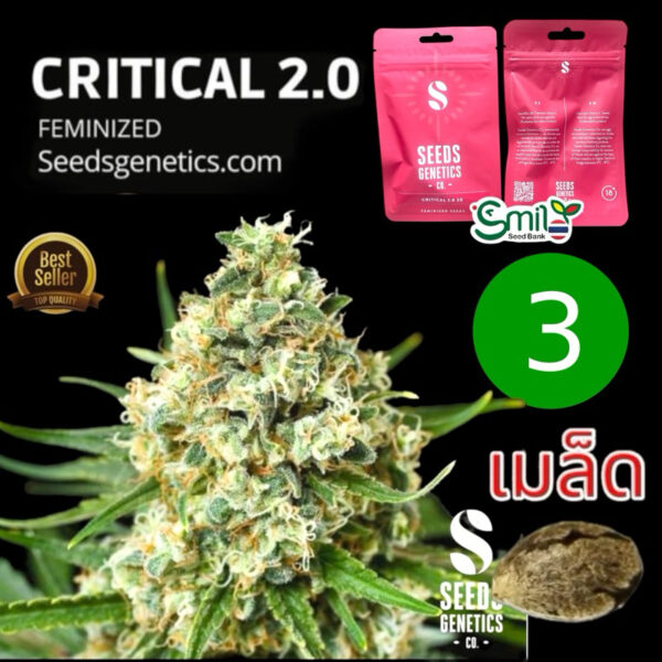 เมล็ดกัญชา Critical 2.0 (Fem) - Seeds Genetics.Co