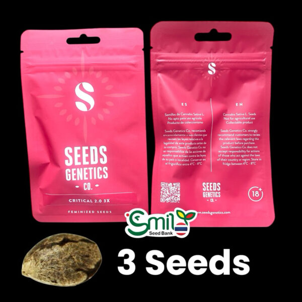 เมล็ดกัญชา Critical 2.0 (Fem) - Seeds Genetics.Co - Image 7