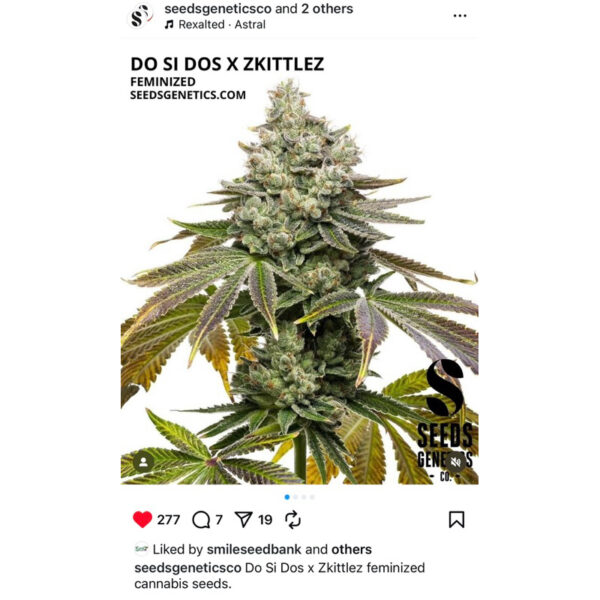 เมล็ดกัญชา Do Si Dos x Zkittlez (Fem) - Seeds Genetics.Co - Image 2