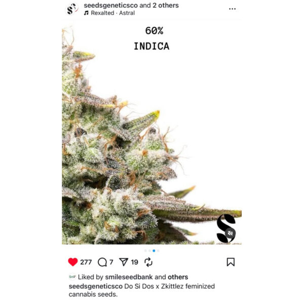 เมล็ดกัญชา Do Si Dos x Zkittlez (Fem) - Seeds Genetics.Co - Image 5