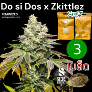 เมล็ดกัญชา Do Si Dos x Zkittlez (Fem) - Seeds Genetics.Co