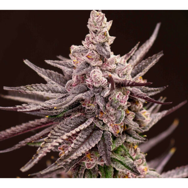 เมล็ดกัญชา Depth Charge (Fem) - Loving In Her Eyes Seeds - Image 2