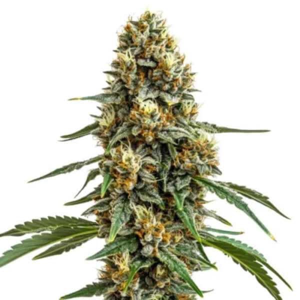 เมล็ดกัญชา  Durban (Fem) - Seeds Genetics .Co - Image 2