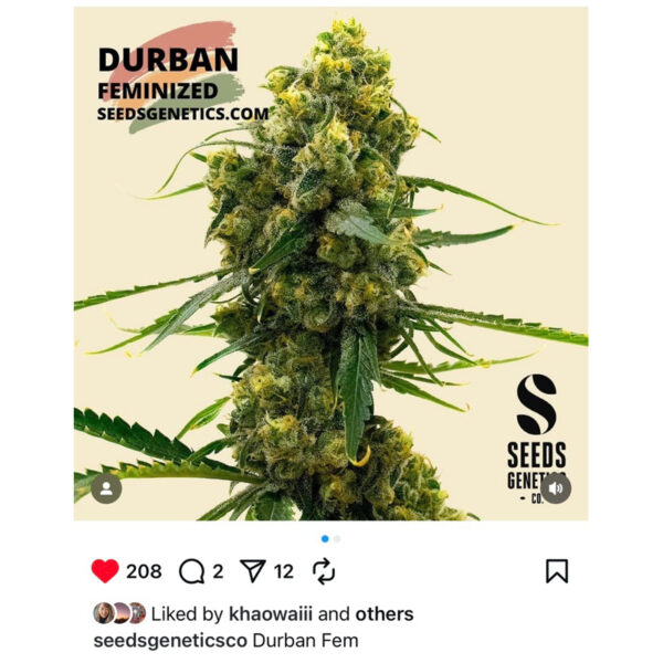 เมล็ดกัญชา  Durban (Fem) - Seeds Genetics .Co - Image 6