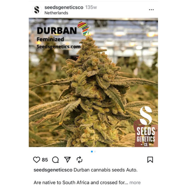 เมล็ดกัญชา  Durban (Fem) - Seeds Genetics .Co - Image 4