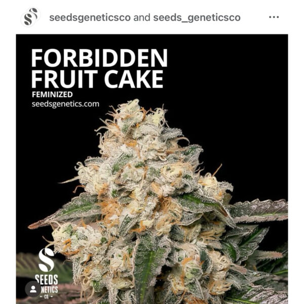 เมล็ดกัญชา Forbidden Fruit Cake (Fem) ใหม่* - Seeds Genetics.Co - Image 2