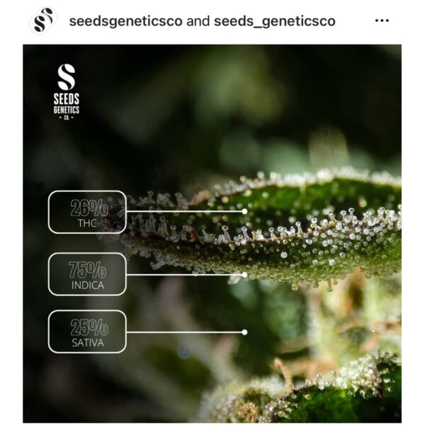 เมล็ดกัญชา Forbidden Fruit Cake (Fem) ใหม่* - Seeds Genetics.Co - Image 5