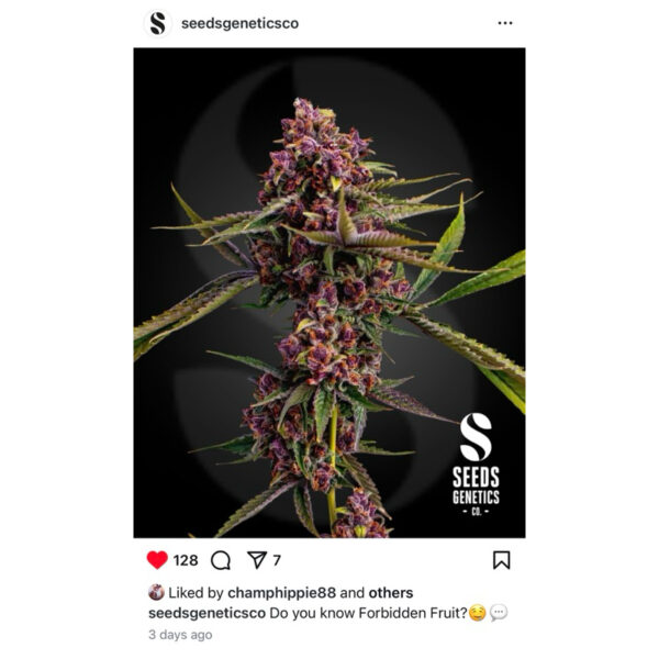 เมล็ดกัญชา Forbidden Fruit Cake (Fem) ใหม่* - Seeds Genetics.Co - Image 4