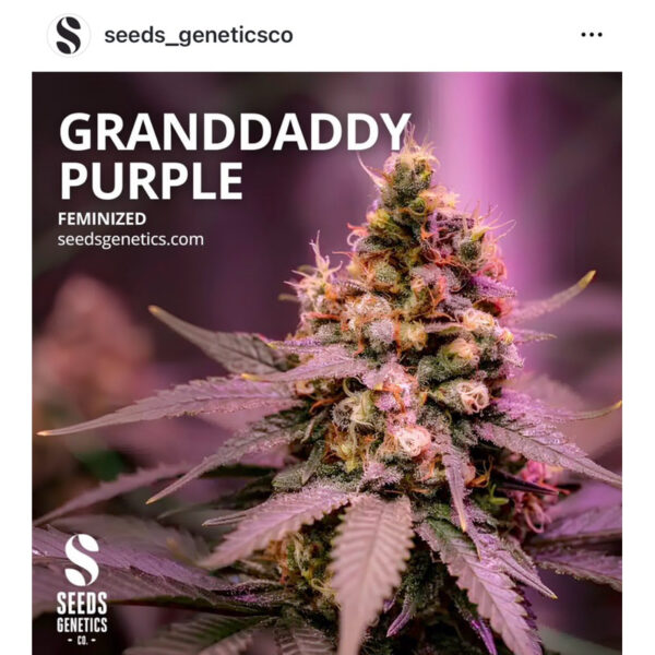 เมล็ดกัญชา Grand Daddy Purple (Fem) - Seeds Genetics.Co - Image 2
