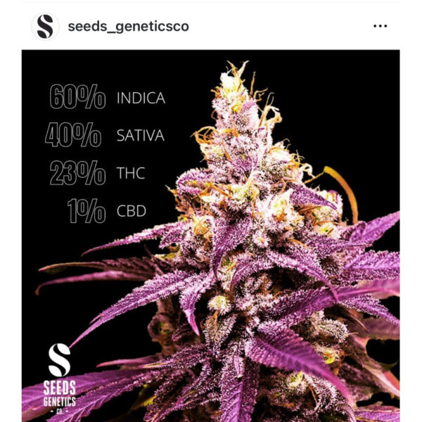 เมล็ดกัญชา Grand Daddy Purple (Fem) - Seeds Genetics.Co - Image 5
