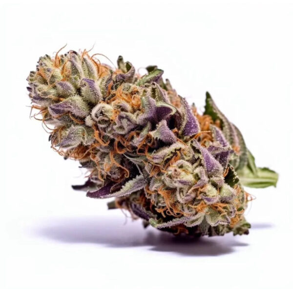 เมล็ดกัญชา Grand Daddy Purple (Fem) - Seeds Genetics.Co - Image 4