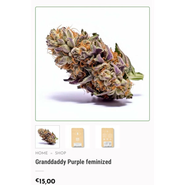 เมล็ดกัญชา Grand Daddy Purple (Fem) - Seeds Genetics.Co - Image 3