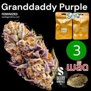 เมล็ดกัญชา Grand Daddy Purple (Fem) - Seeds Genetics.Co
