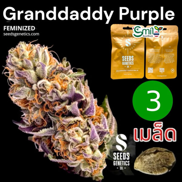 เมล็ดกัญชา Grand Daddy Purple (Fem) - Seeds Genetics.Co