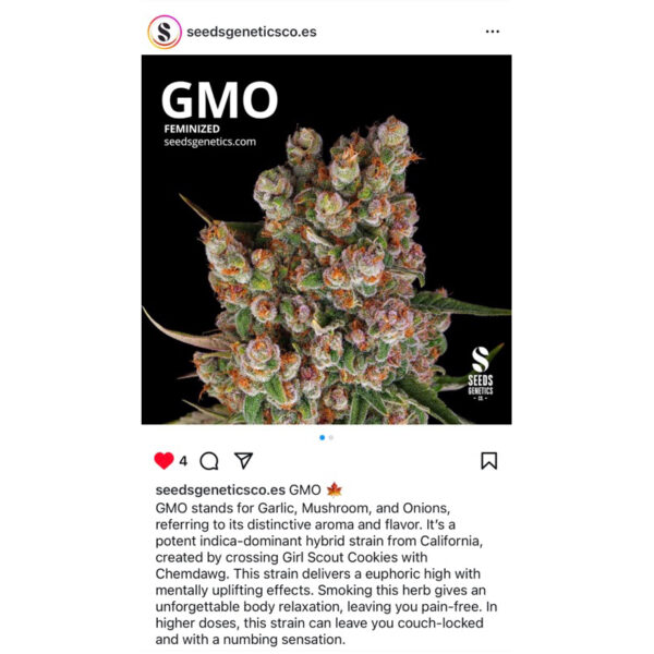เมล็ดกัญชา GMO (Fem)ใหม่* - Seeds Genetics.Co - Image 5