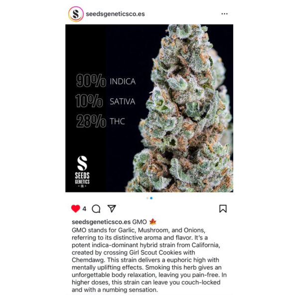 เมล็ดกัญชา GMO (Fem)ใหม่* - Seeds Genetics.Co - Image 4