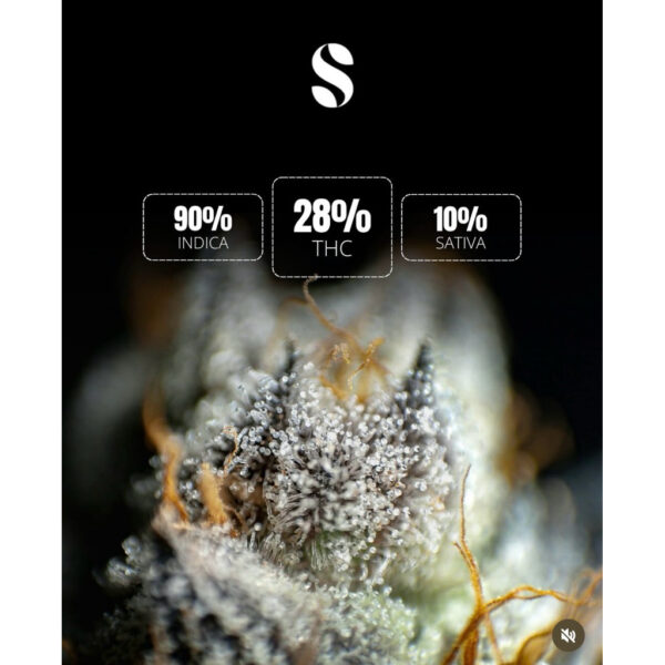 เมล็ดกัญชา GMO (Fem)ใหม่* - Seeds Genetics.Co - Image 3