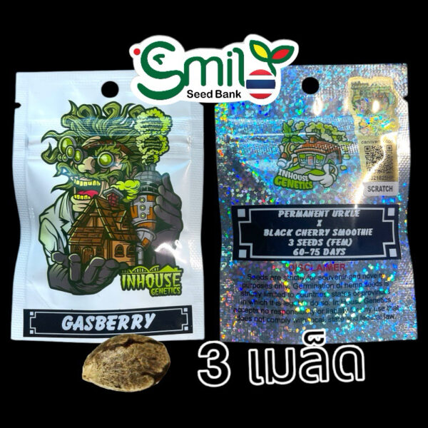 เมล็ดกัญชา Gasberry (Fem) 12/2024* ใหม่ - In House Genetics [12 DAYS OF IN HOUSE] - Image 8