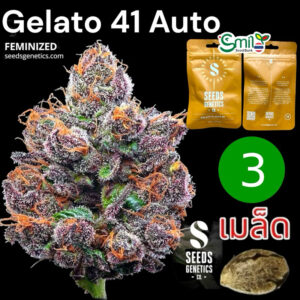 เมล็ดกัญชา Gelato 41 (Auto) - Seeds Genetics.Co
