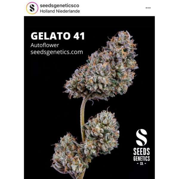 เมล็ดกัญชา Gelato 41 (Auto) - Seeds Genetics.Co - Image 2