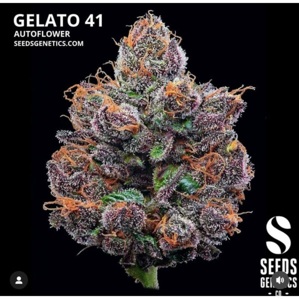 เมล็ดกัญชา Gelato 41 (Auto) - Seeds Genetics.Co - Image 7