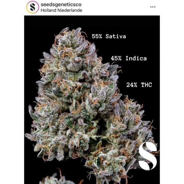 เมล็ดกัญชา Gelato 41 (Auto) - Seeds Genetics.Co - Image 6