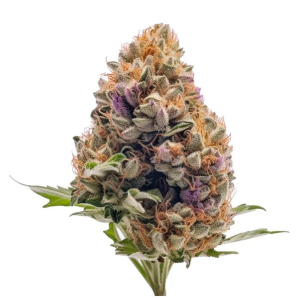 เมล็ดกัญชา Gelato 41 (Auto) - Seeds Genetics.Co - Image 4