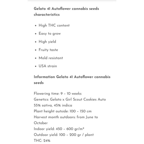 เมล็ดกัญชา Gelato 41 (Auto) - Seeds Genetics.Co - Image 3
