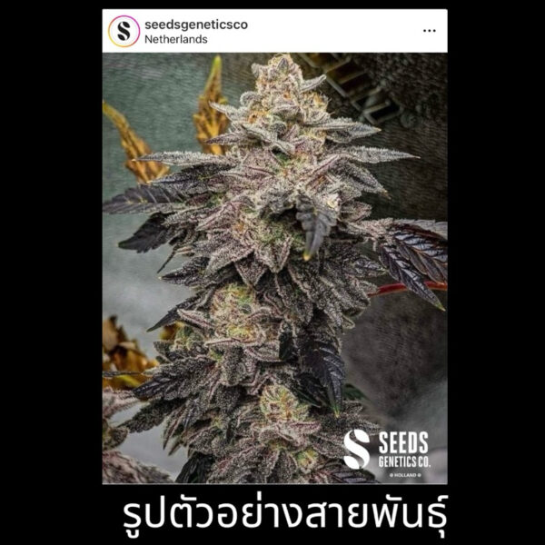เมล็ดกัญชา Gelato 41 (Fem) - Seeds Genetics.Co - Image 2