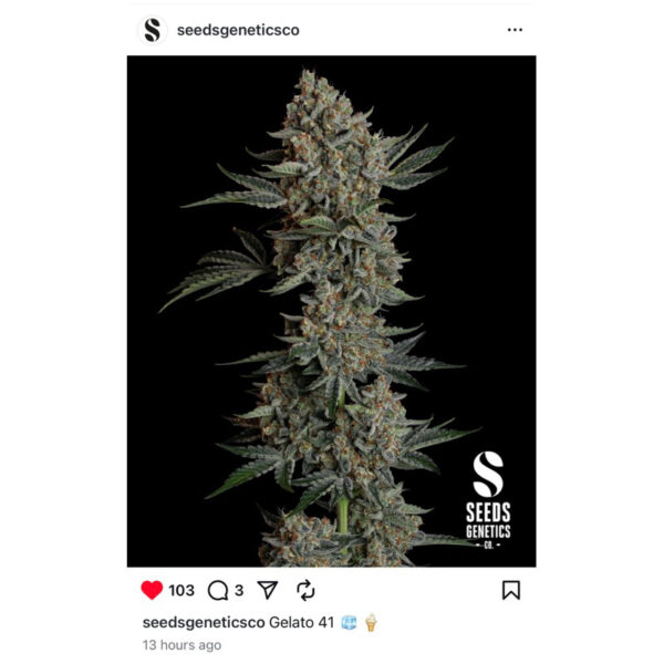 เมล็ดกัญชา Gelato 41 (Fem) - Seeds Genetics.Co - Image 4