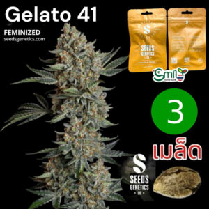 เมล็ดกัญชา Gelato 41 (Fem) - Seeds Genetics.Co