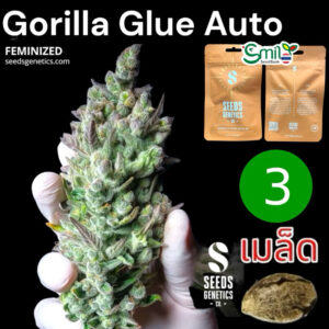 เมล็ดกัญชา Gorilla Glue (Auto) - Seeds Genetics.Co