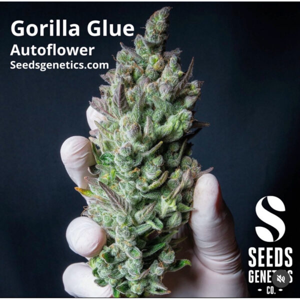 เมล็ดกัญชา Gorilla Glue (Auto) - Seeds Genetics.Co - Image 2