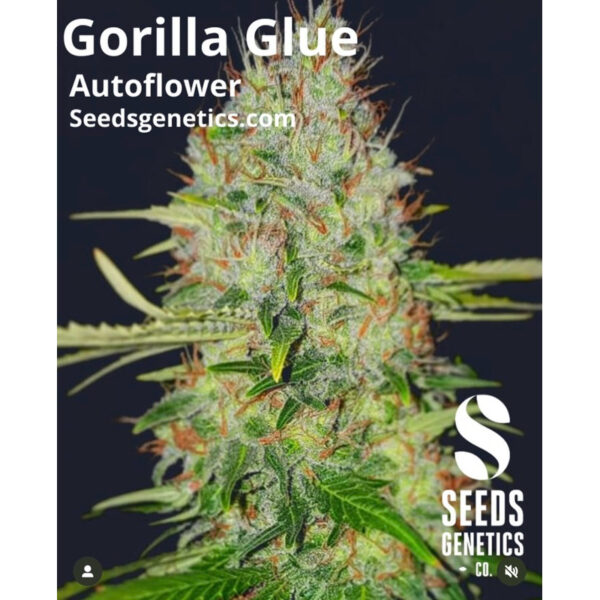 เมล็ดกัญชา Gorilla Glue (Auto) - Seeds Genetics.Co - Image 3