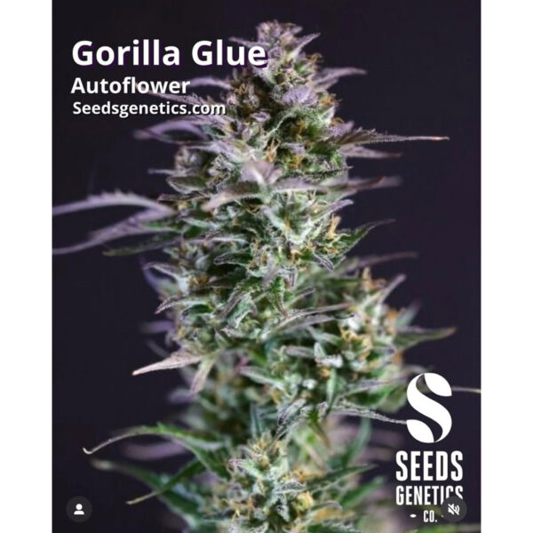 เมล็ดกัญชา Gorilla Glue (Auto) - Seeds Genetics.Co - Image 8
