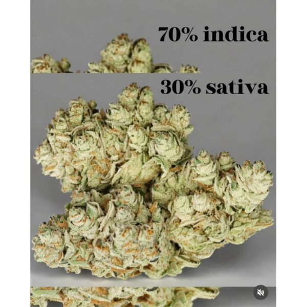 เมล็ดกัญชา Gorilla Glue (Auto) - Seeds Genetics.Co - Image 6