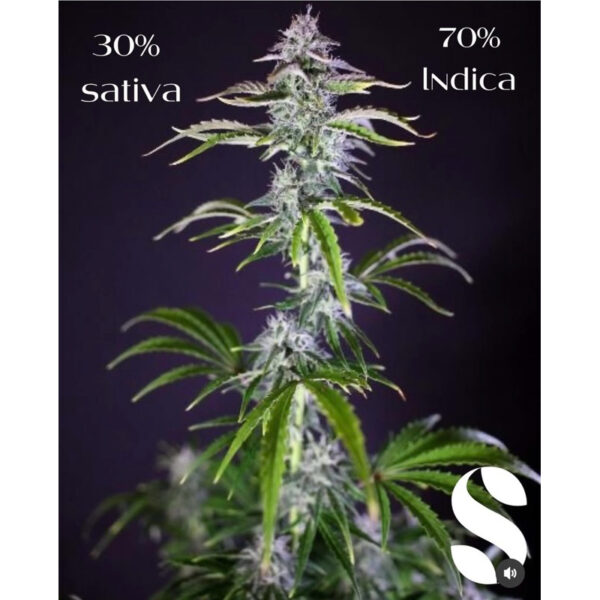 เมล็ดกัญชา Gorilla Glue (Auto) - Seeds Genetics.Co - Image 5
