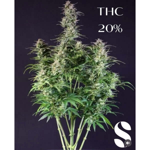 เมล็ดกัญชา Gorilla Glue (Auto) - Seeds Genetics.Co - Image 4